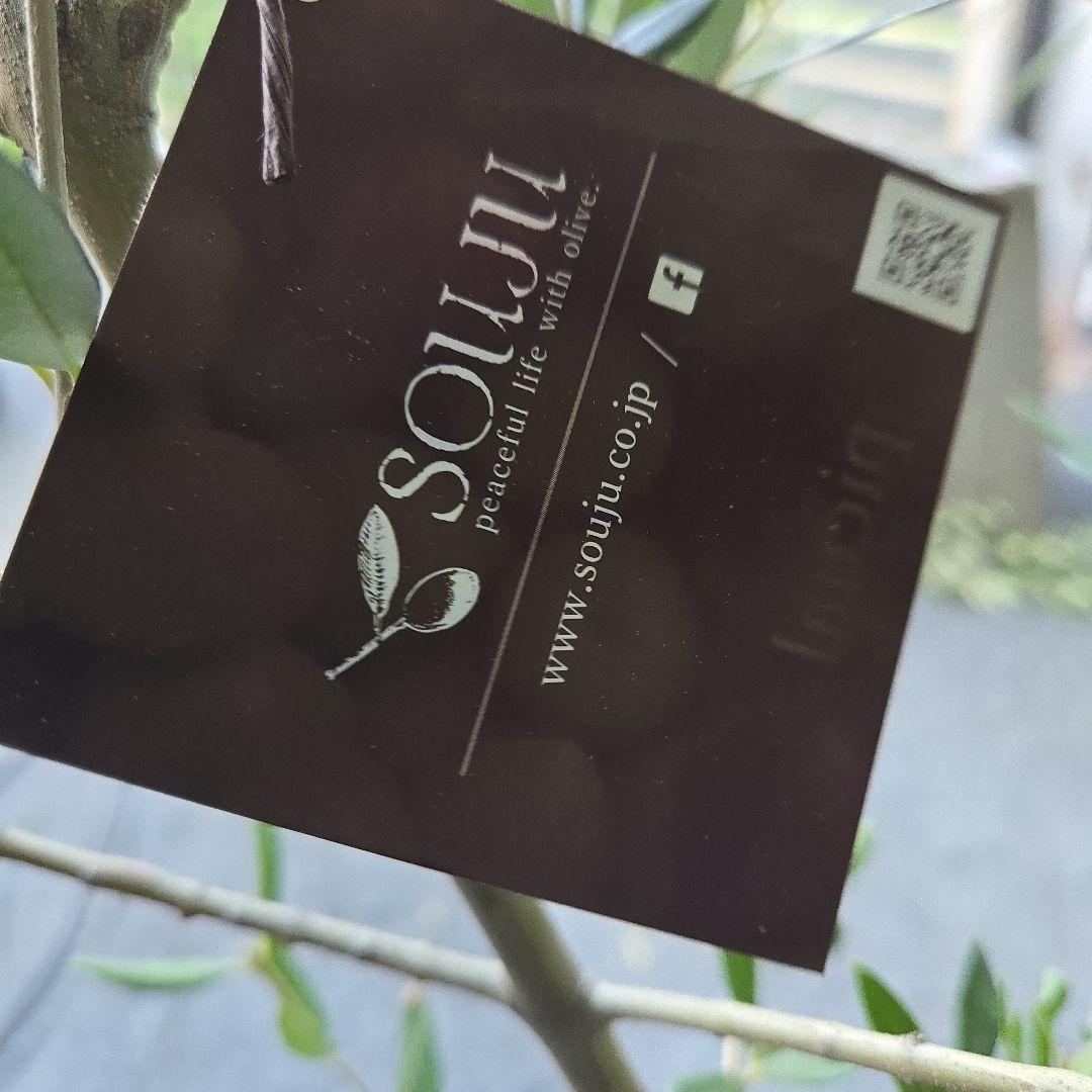 bobio⑮オリーブの木souju『ピクアル』⑨『ミッション8号2苗セット