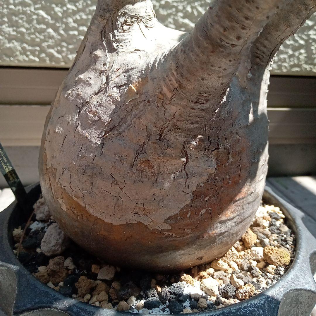 【昨夏(2025)開花しました！】パキポディウム　グラキリス★レア白肌　現地球