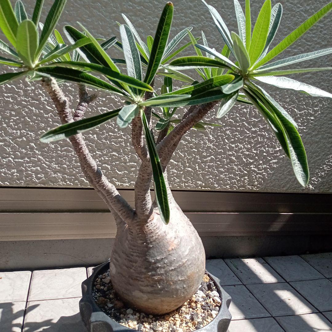 【昨夏(2025)開花しました！】パキポディウム　グラキリス★レア白肌　現地球