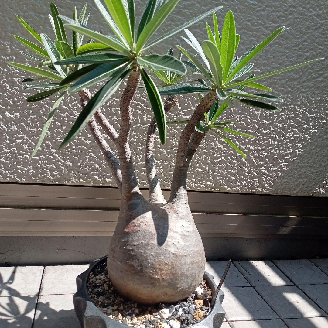 【昨夏(2025)開花しました！】パキポディウム　グラキリス★レア白肌　現地球