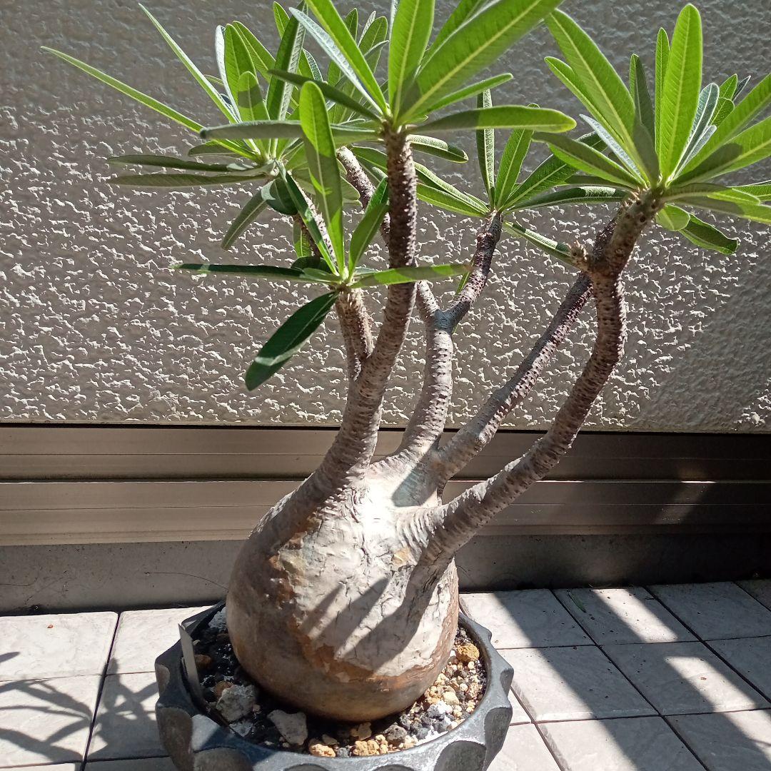 【昨夏(2025)開花しました！】パキポディウム　グラキリス★レア白肌　現地球