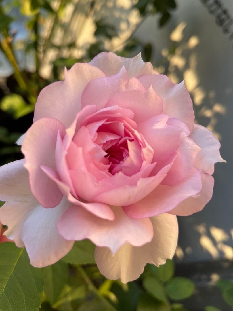 セール！数量、期間限定！お任せバラ挿し穂10種かく各1本