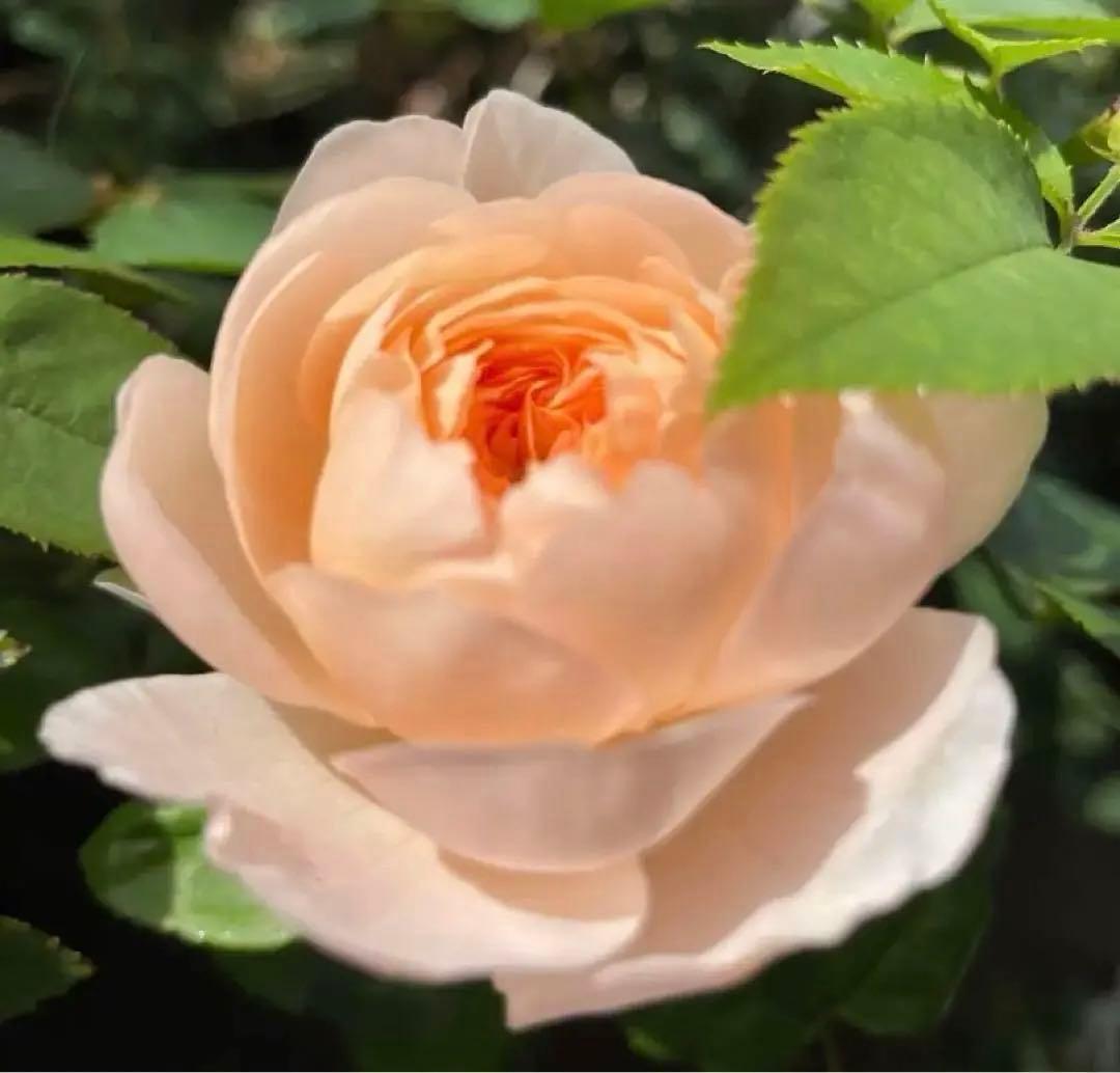 セール！数量、期間限定！お任せバラ挿し穂10種かく各1本