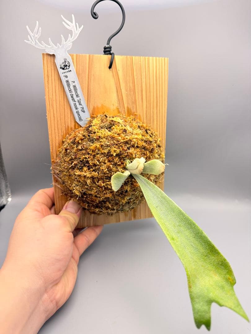 ビカクシダ　P. Willinckii 'Spur' pup 株分子株出品