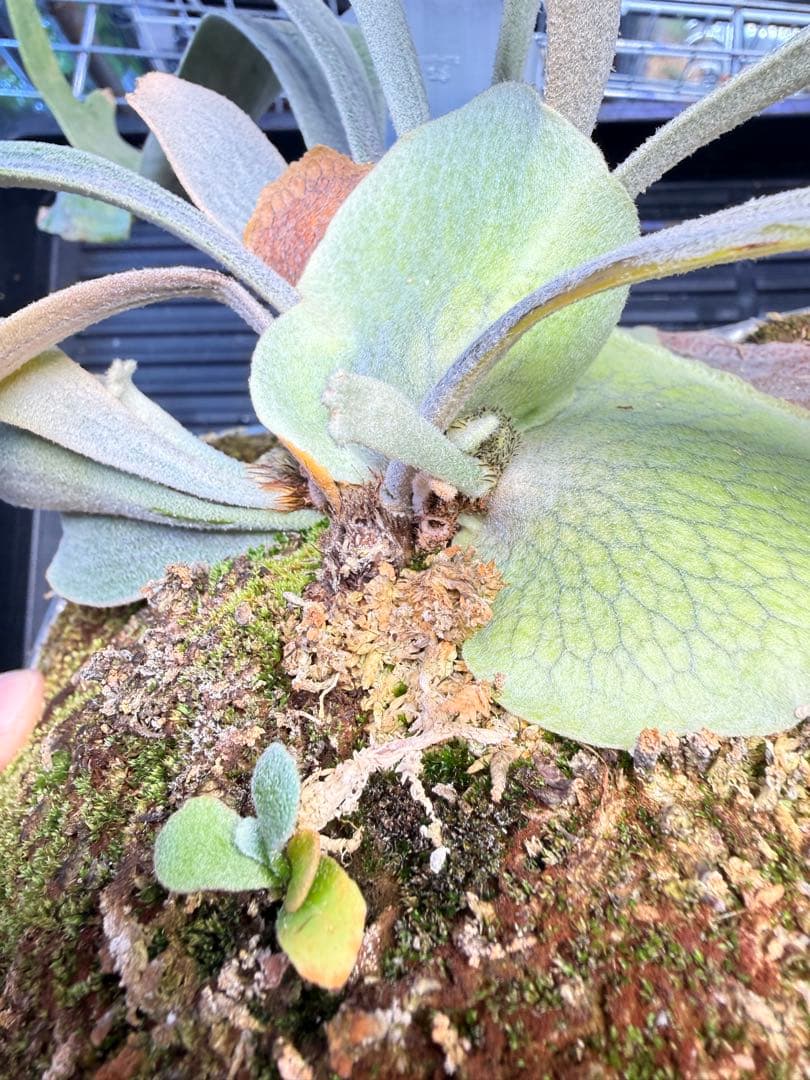 ビカクシダ　P. Willinckii 'Spur' pup 株分子株出品