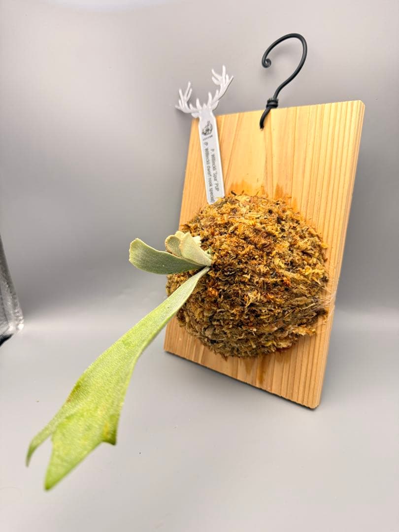 ビカクシダ　P. Willinckii 'Spur' pup 株分子株出品