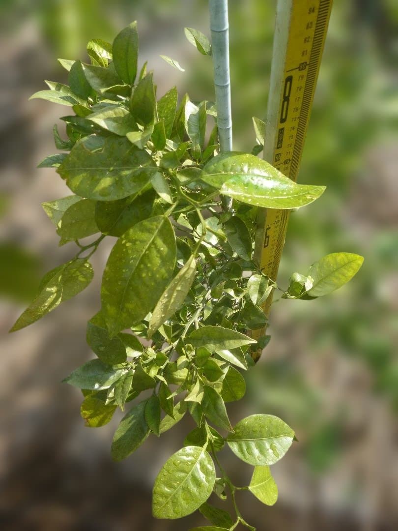 湘南ゴールド 果樹 約70cm