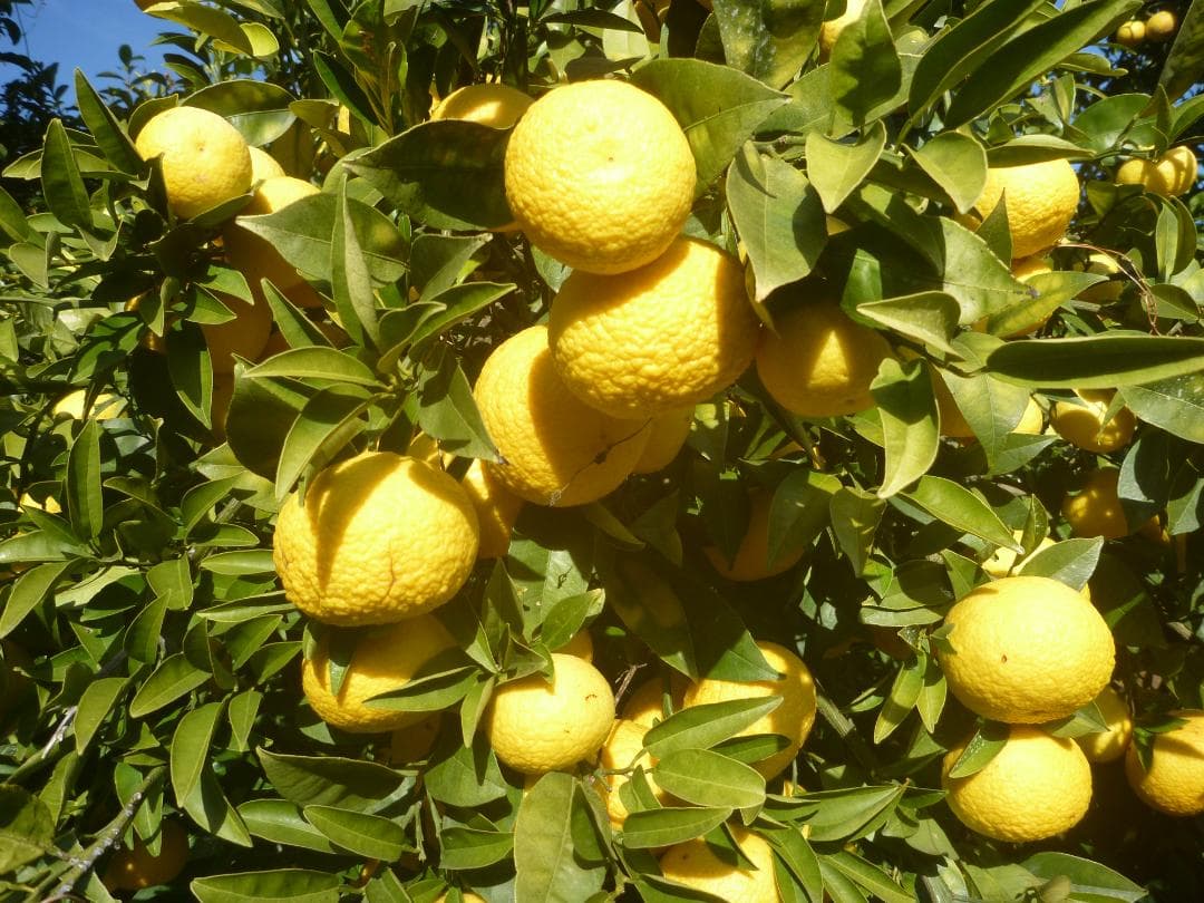 湘南ゴールド 果樹 約70cm