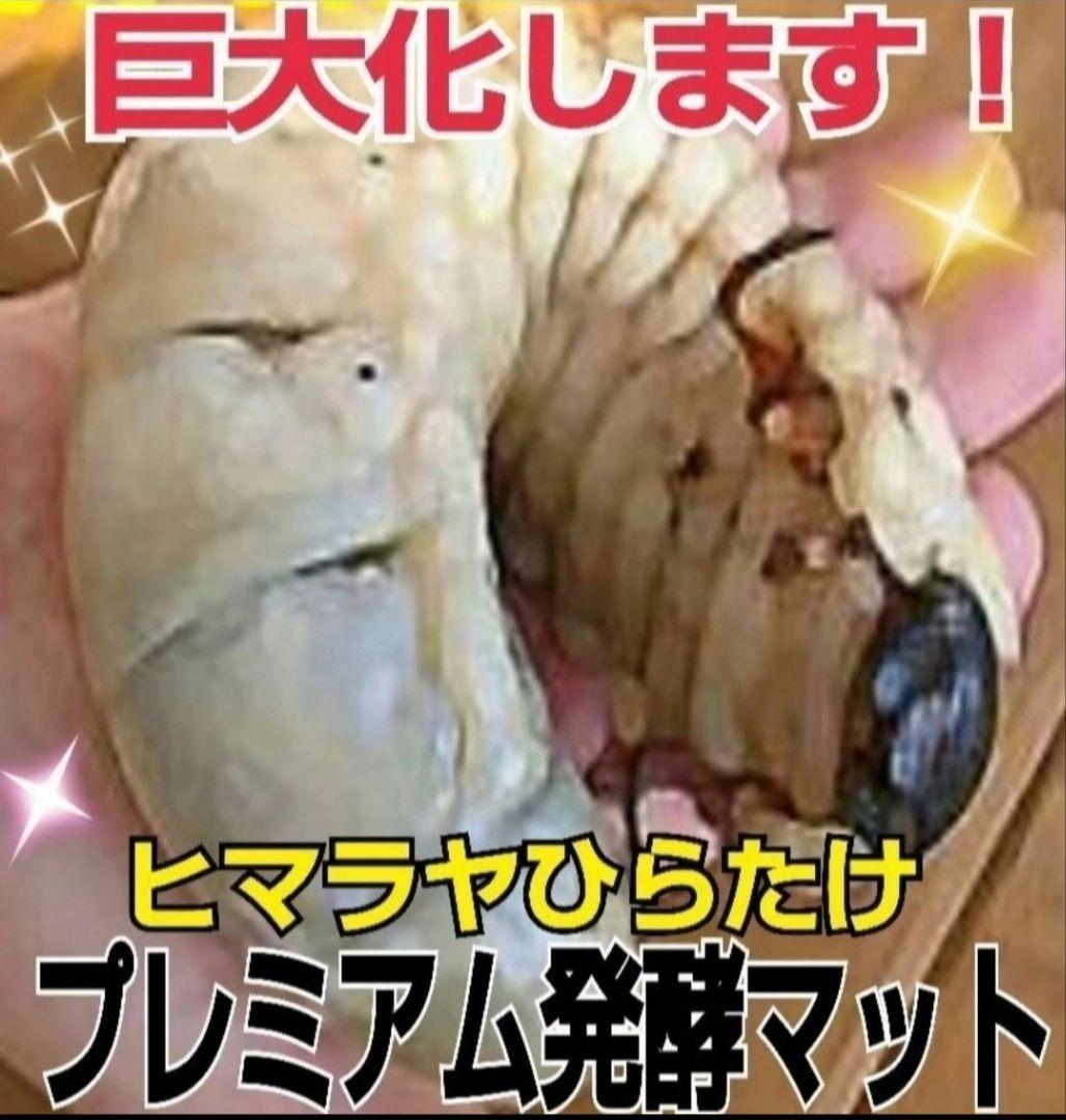 【２セット】カブトムシ幼虫を入れるだけ！プレミアム発酵マット入り㍑ボックス