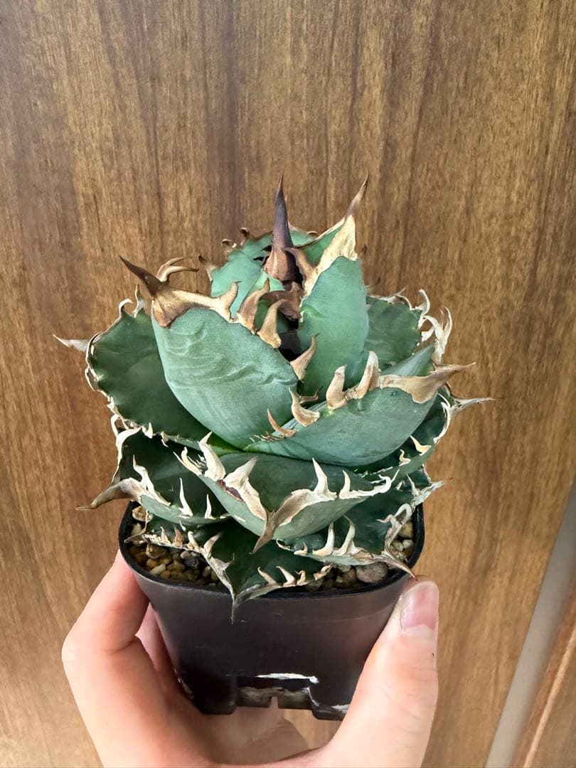 アガベ オテロイ実生 オアハカ 選抜株 (検 清櫻 皇冠 セオクラ チタノタ