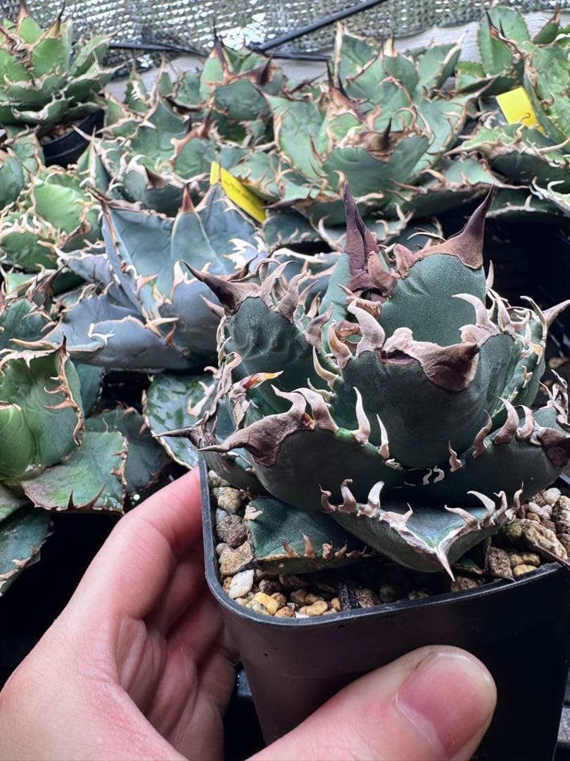 アガベ オテロイ実生 オアハカ 選抜株 (検 清櫻 皇冠 セオクラ チタノタ