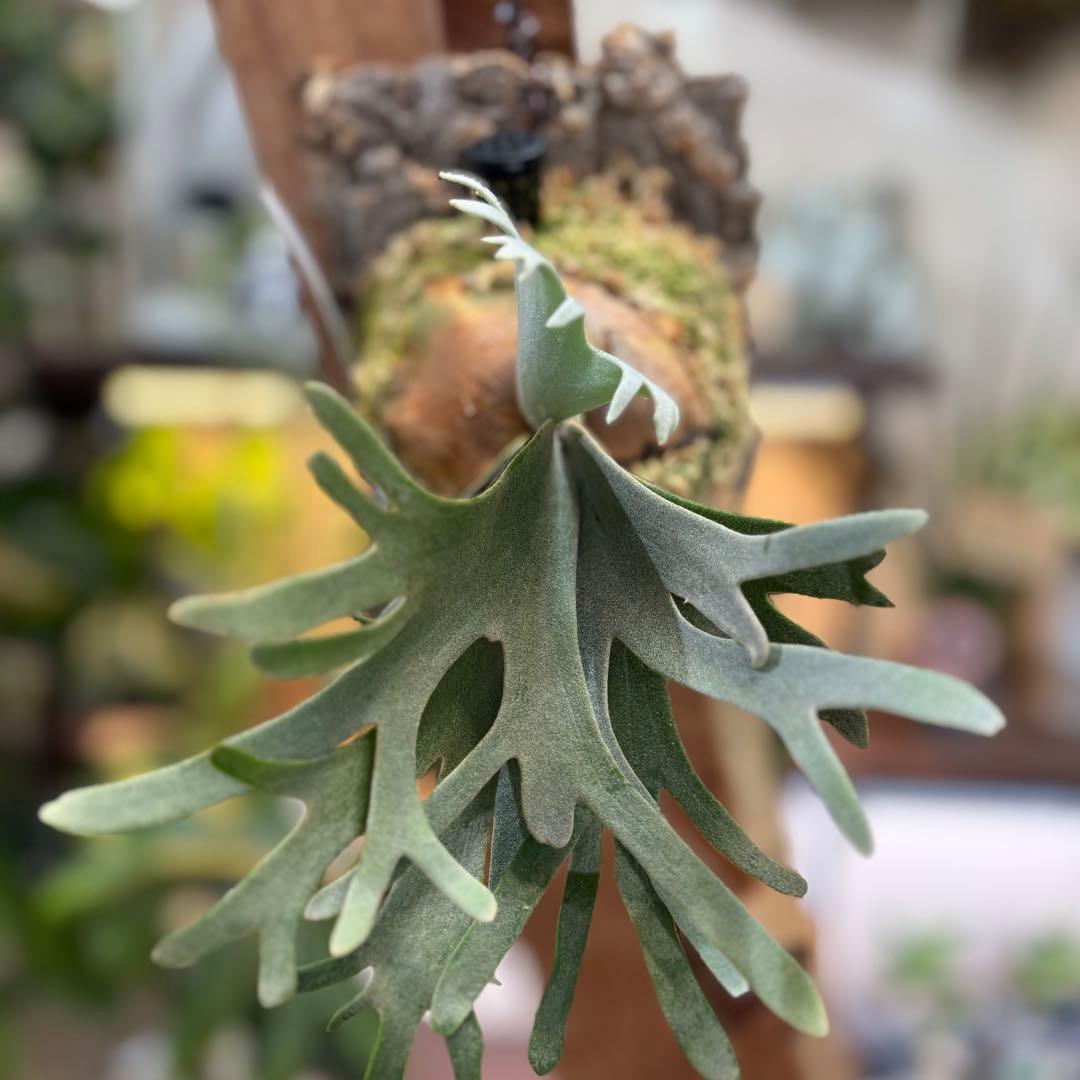 コルク付け♡ビカクシダジェイドガール