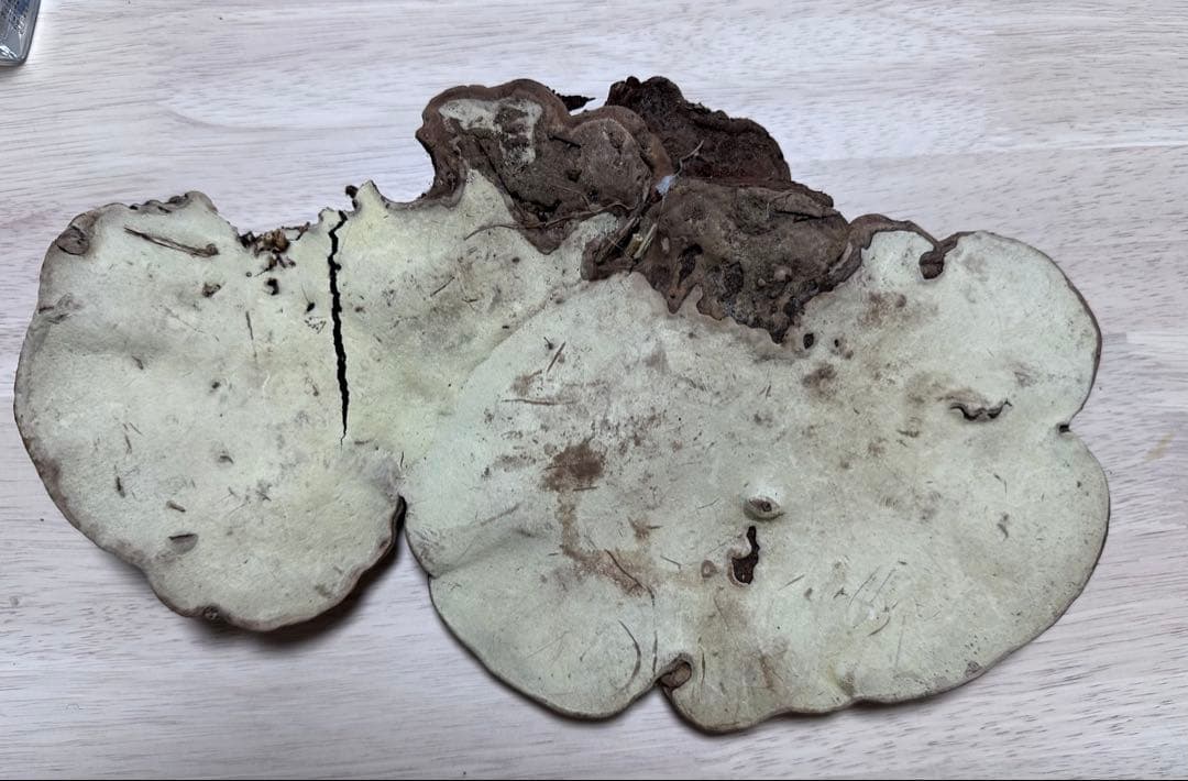 サルノコシカケ