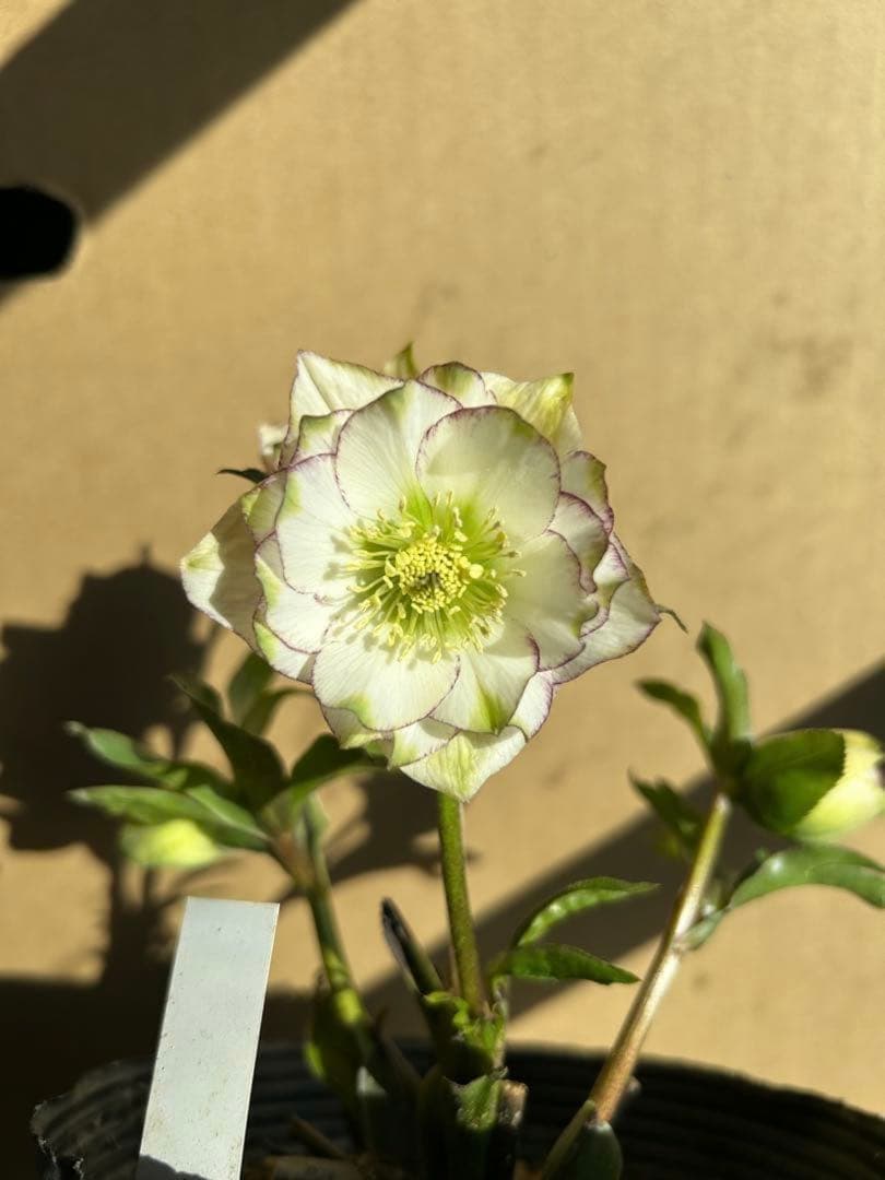 花 sunshine