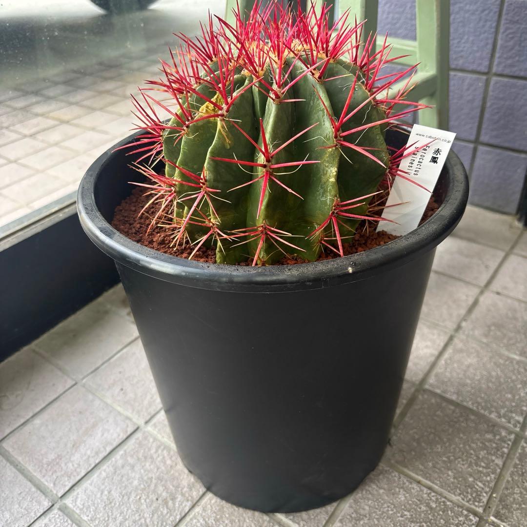 現品　フェロカクタス　スタイネシー（セキホウ）　フェロカクタス　赤鳳８号