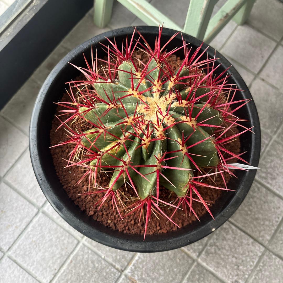 現品　フェロカクタス　スタイネシー（セキホウ）　フェロカクタス　赤鳳８号