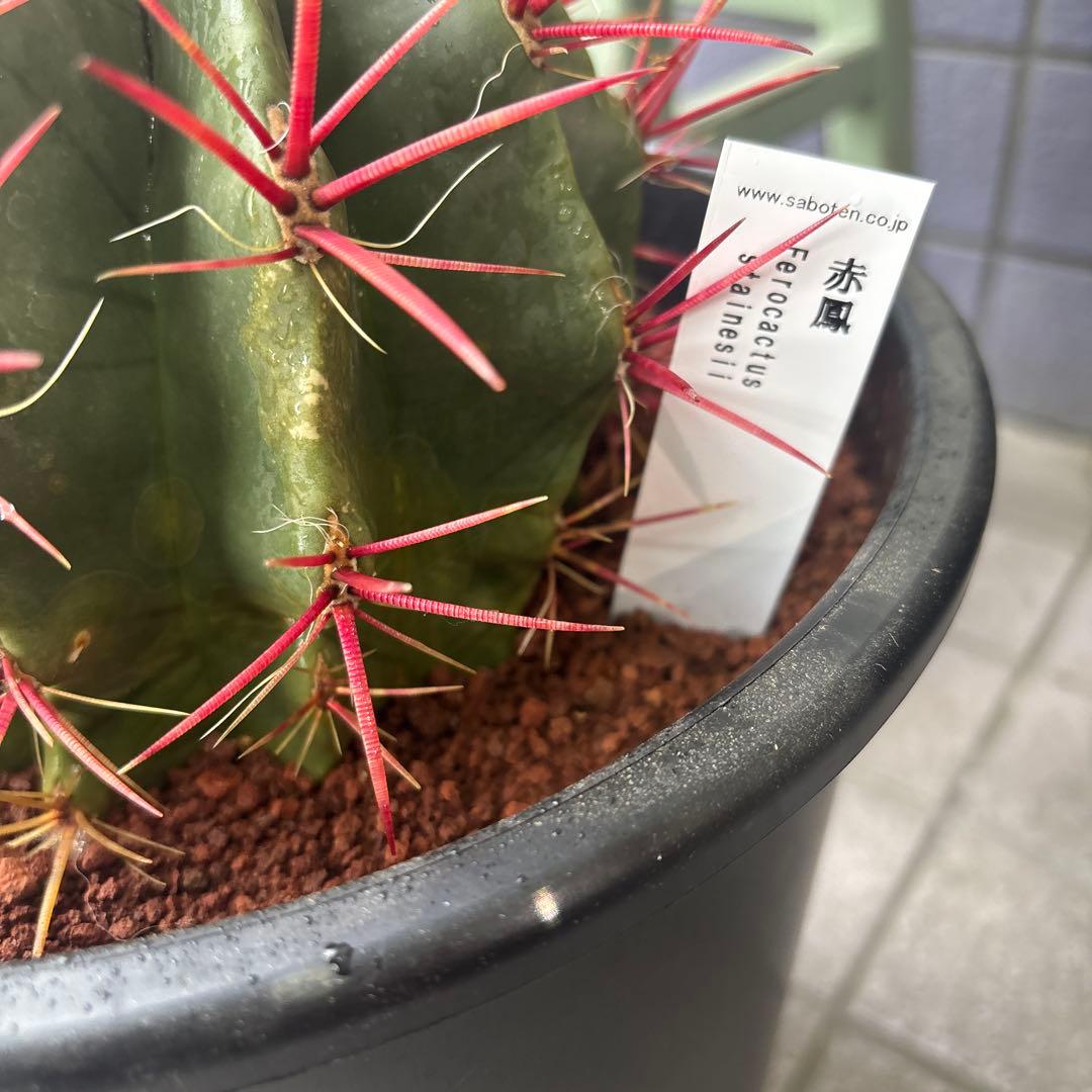 現品　フェロカクタス　スタイネシー（セキホウ）　フェロカクタス　赤鳳８号