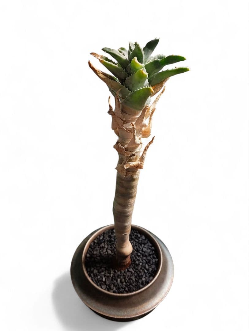 超割安 アロエ ピランシードワーフ 2万円陶器鉢 有馬和博