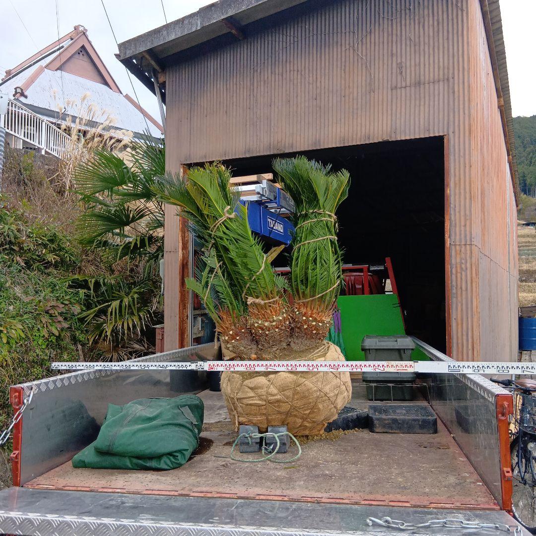 ソテツ（巨大株）インテリア用