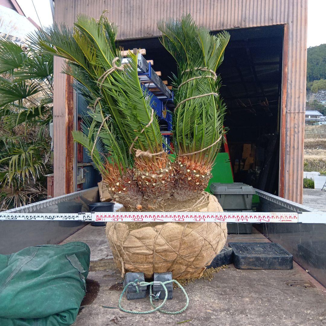 ソテツ（巨大株）インテリア用