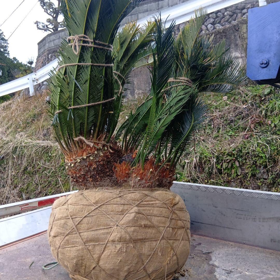 ソテツ（巨大株）インテリア用