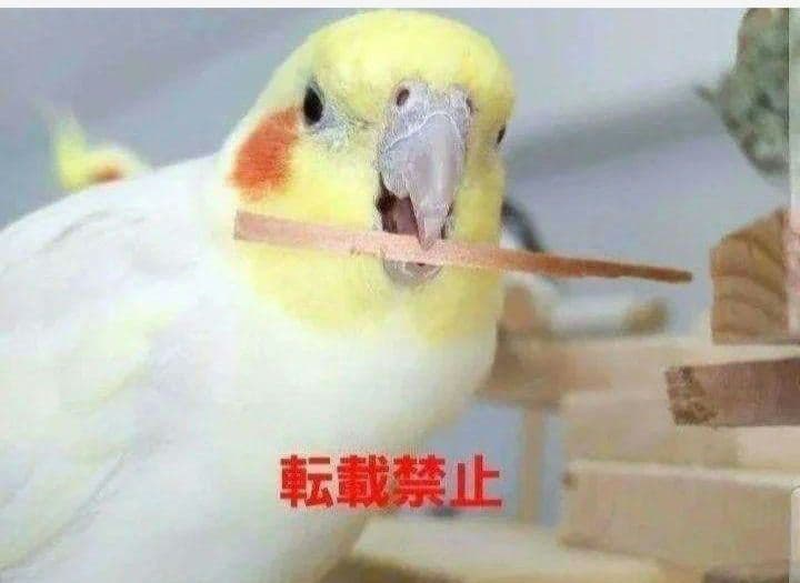 C342　インコ　オオム　カジカジ、ガジガジおもちゃセット　かじり木