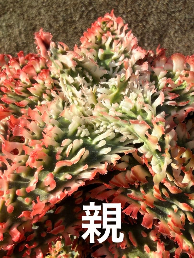 特上アロエ　ハイブリッド　Aloe hybrid 子株　第四種　Decx−5