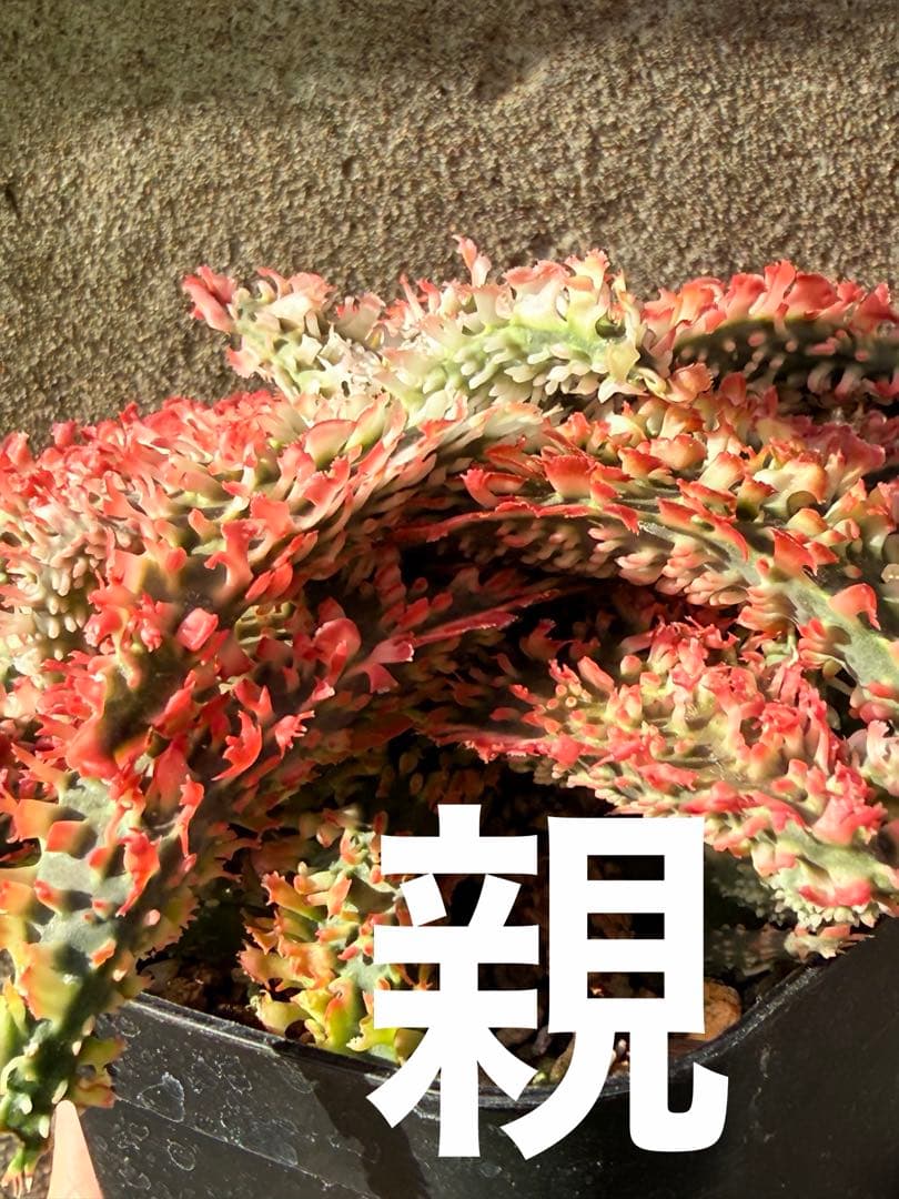 特上アロエ　ハイブリッド　Aloe hybrid 子株　第四種　Decx−5