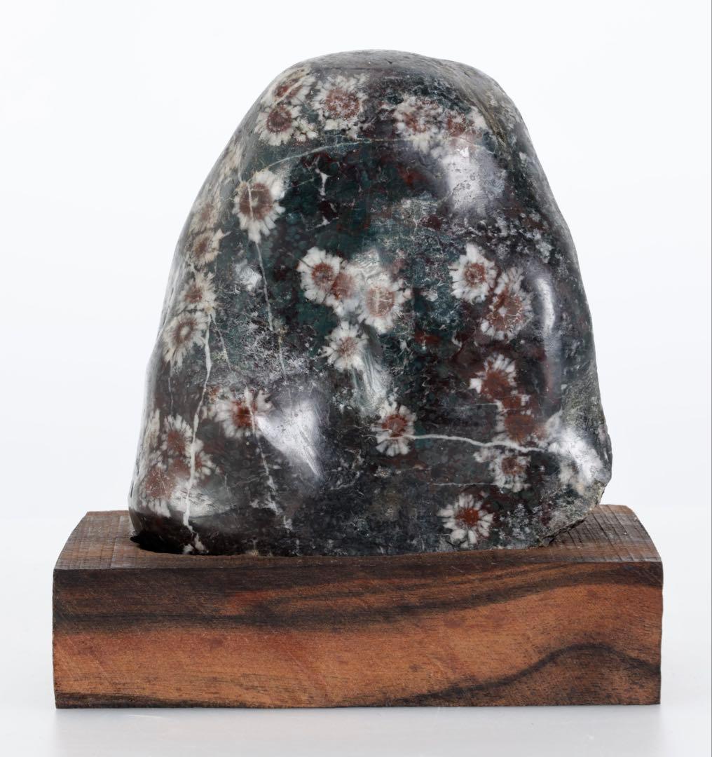 菊花石 菊紋石 小菊 紋石 台座 箱付 1kg 鑑賞石 原石 自然石 美石 水石