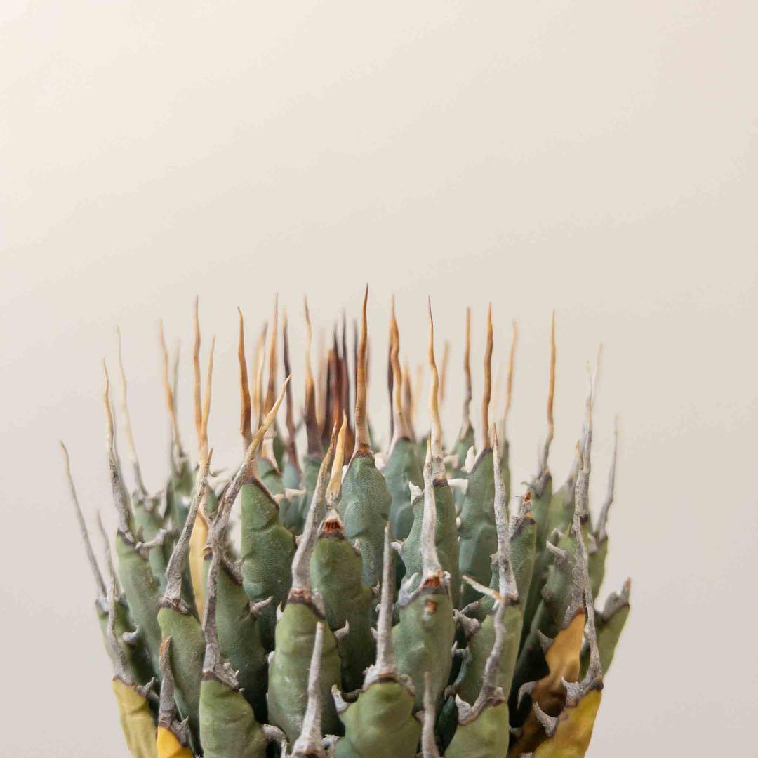 49 ユタエンシス エボリスピナ 現地株 ベアルート 陽炎 アガベ