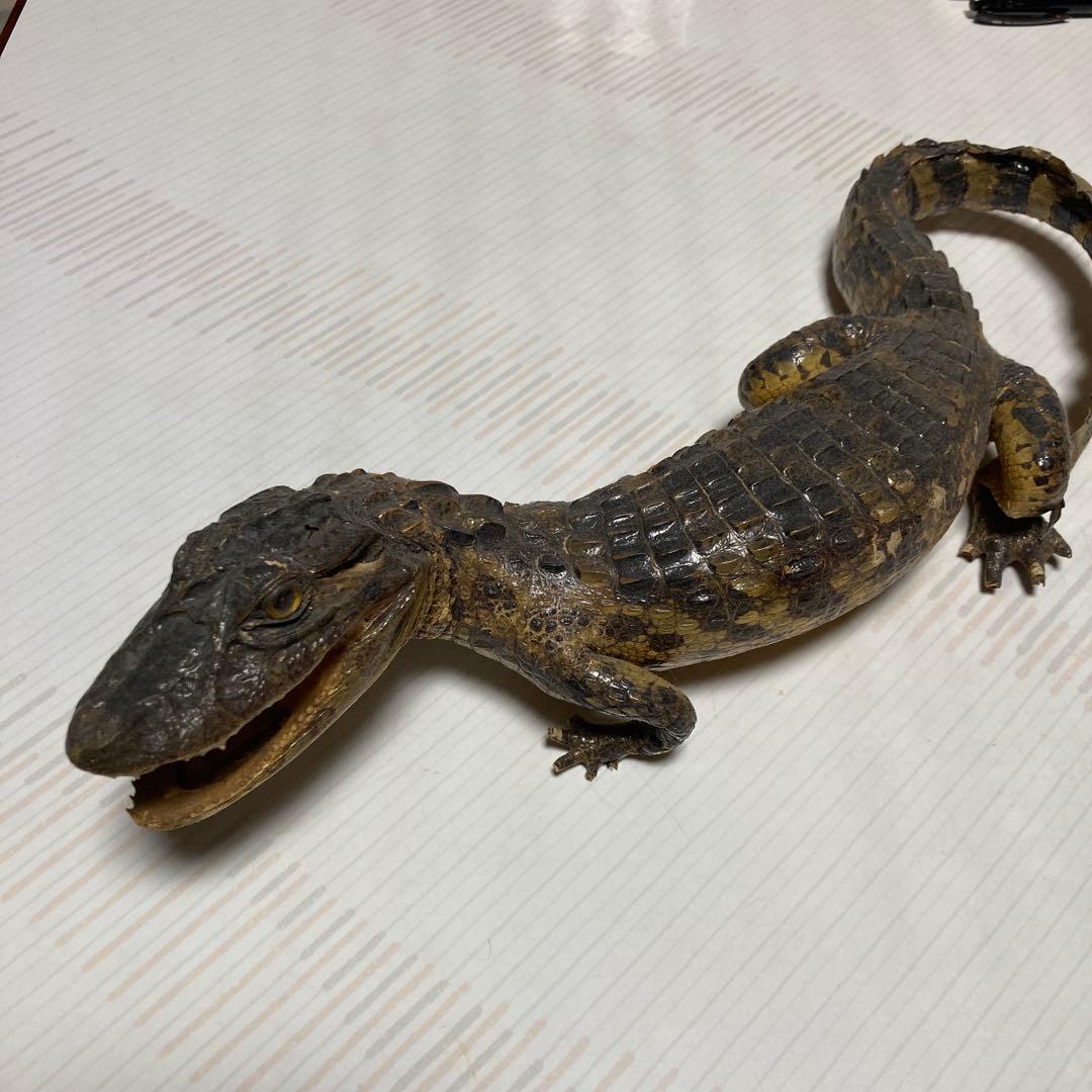 ワニとサソリの剥製セット