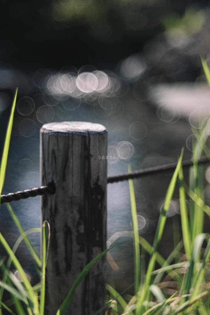 バブルボケ！Meyer TRIOPLAN 100mm F2.8 オールドレンズ