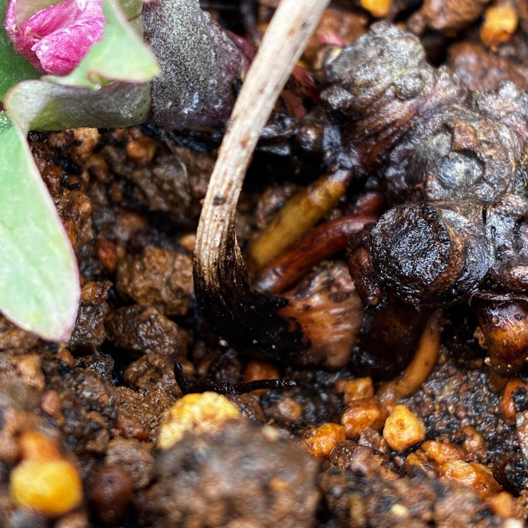 オ*ン様 3459☘️蕾花タグ付☘️超レアBELCHERI⭐️PINK ICE系