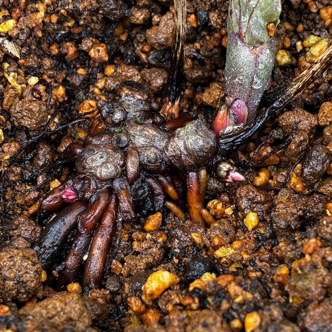 オ*ン様 3459☘️蕾花タグ付☘️超レアBELCHERI⭐️PINK ICE系