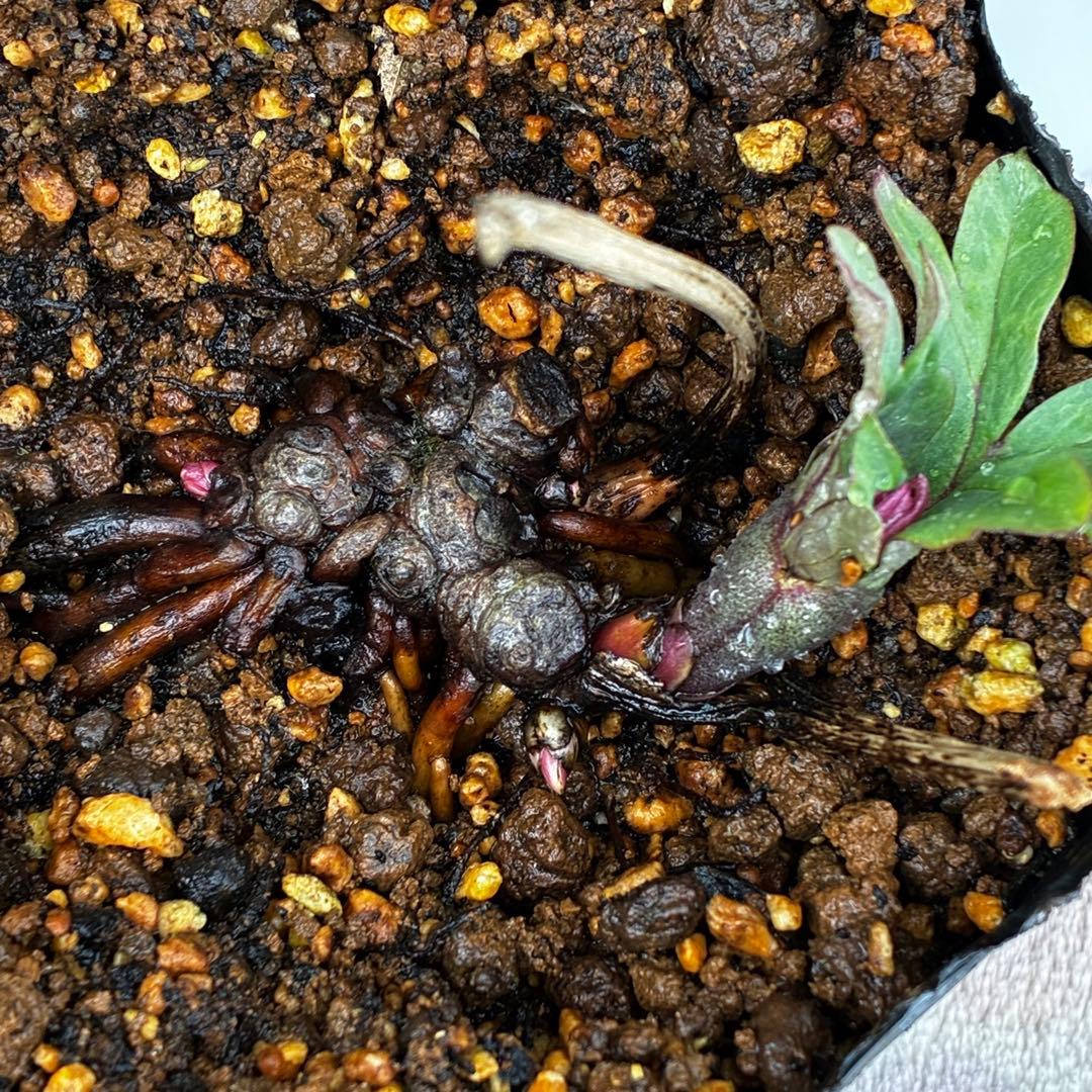 オ*ン様 3459☘️蕾花タグ付☘️超レアBELCHERI⭐️PINK ICE系