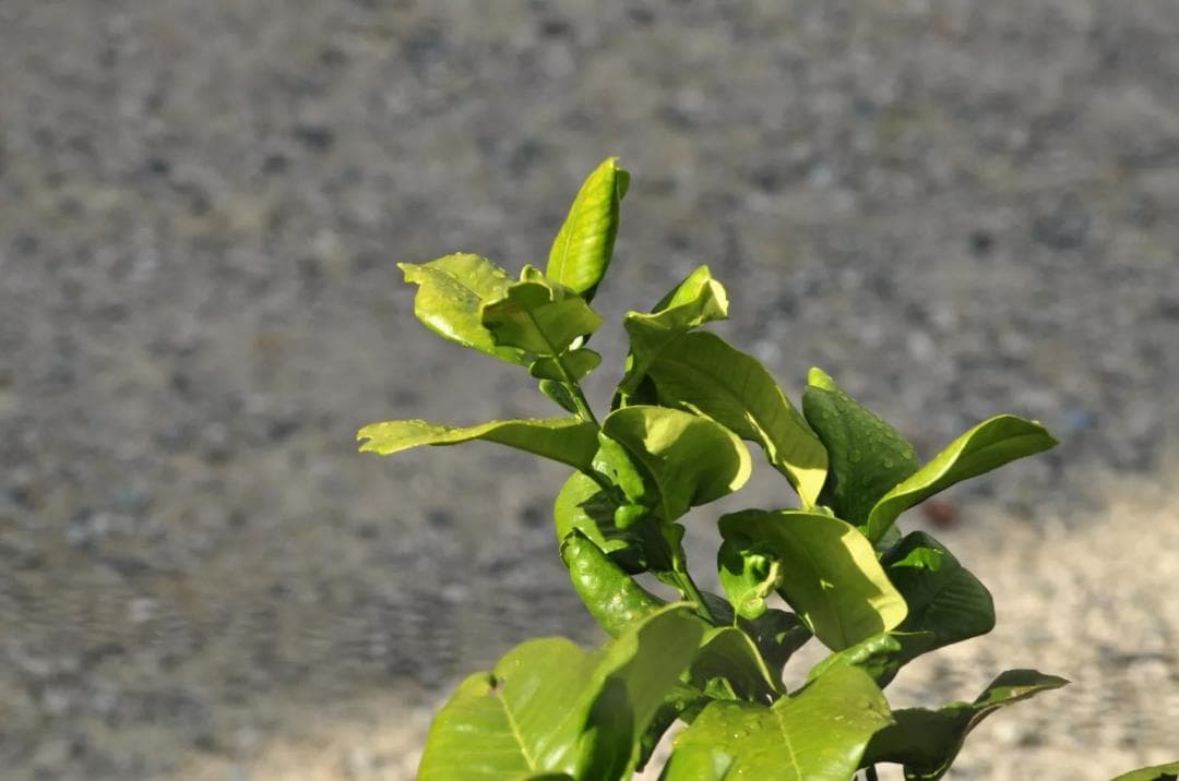 Tokina AT-X AF 300mm f/4 レンズ　ニコン用