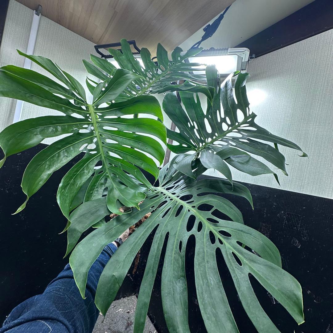a*i様 モンステラデリシオーサマクロコズム超希少系統鉢植え113㎝レア