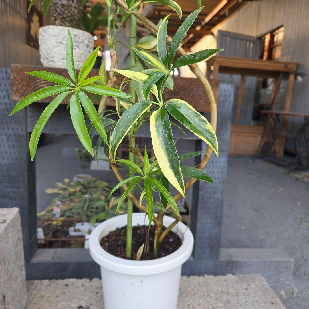 ②　シェフレラ　アンガスティフォリア　曲がり仕立て斑入り8号最高等級希少品種