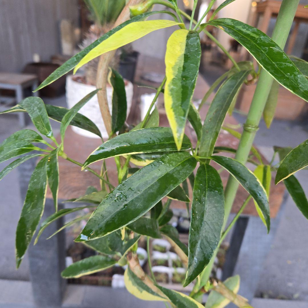 ②　シェフレラ　アンガスティフォリア　曲がり仕立て斑入り8号最高等級希少品種