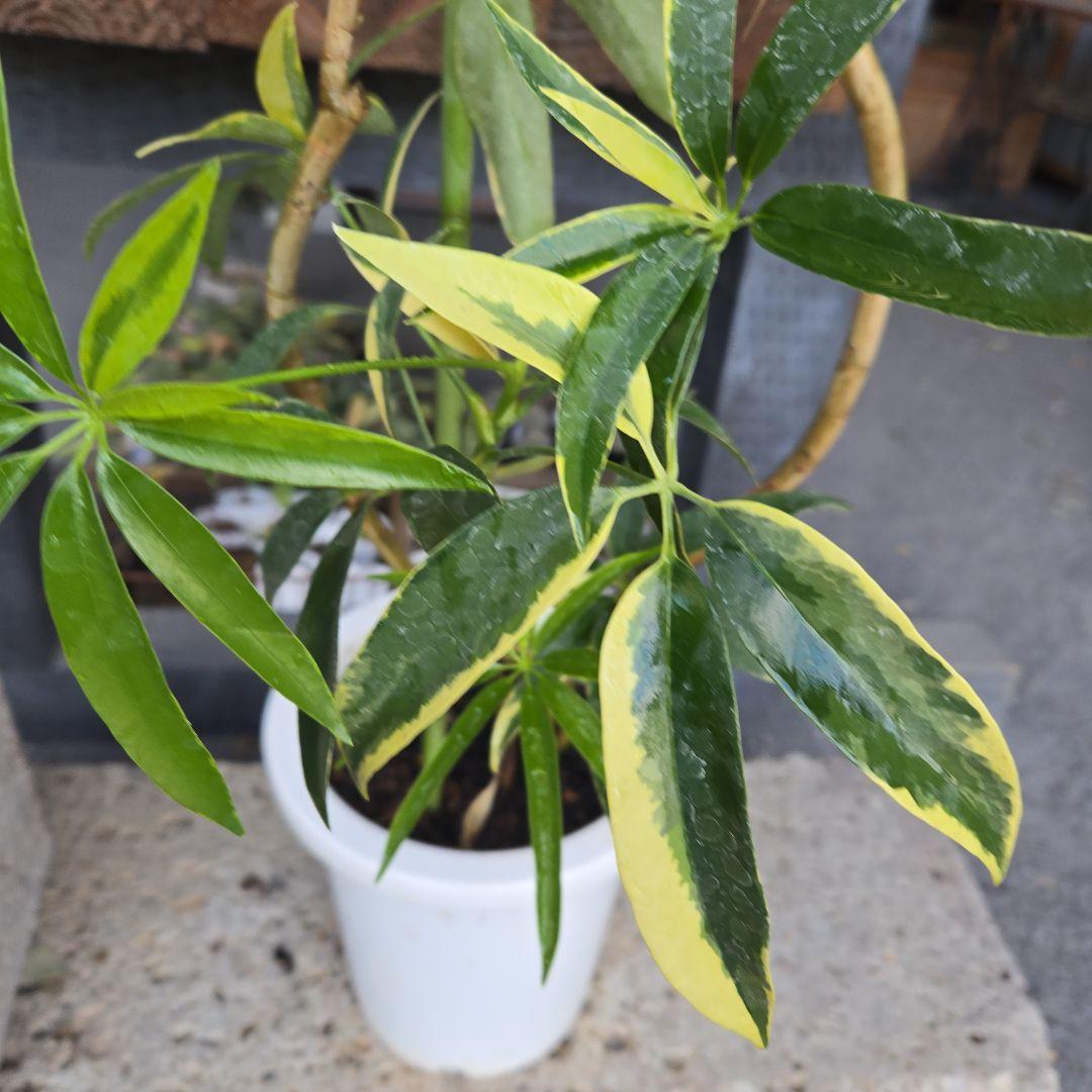 ②　シェフレラ　アンガスティフォリア　曲がり仕立て斑入り8号最高等級希少品種