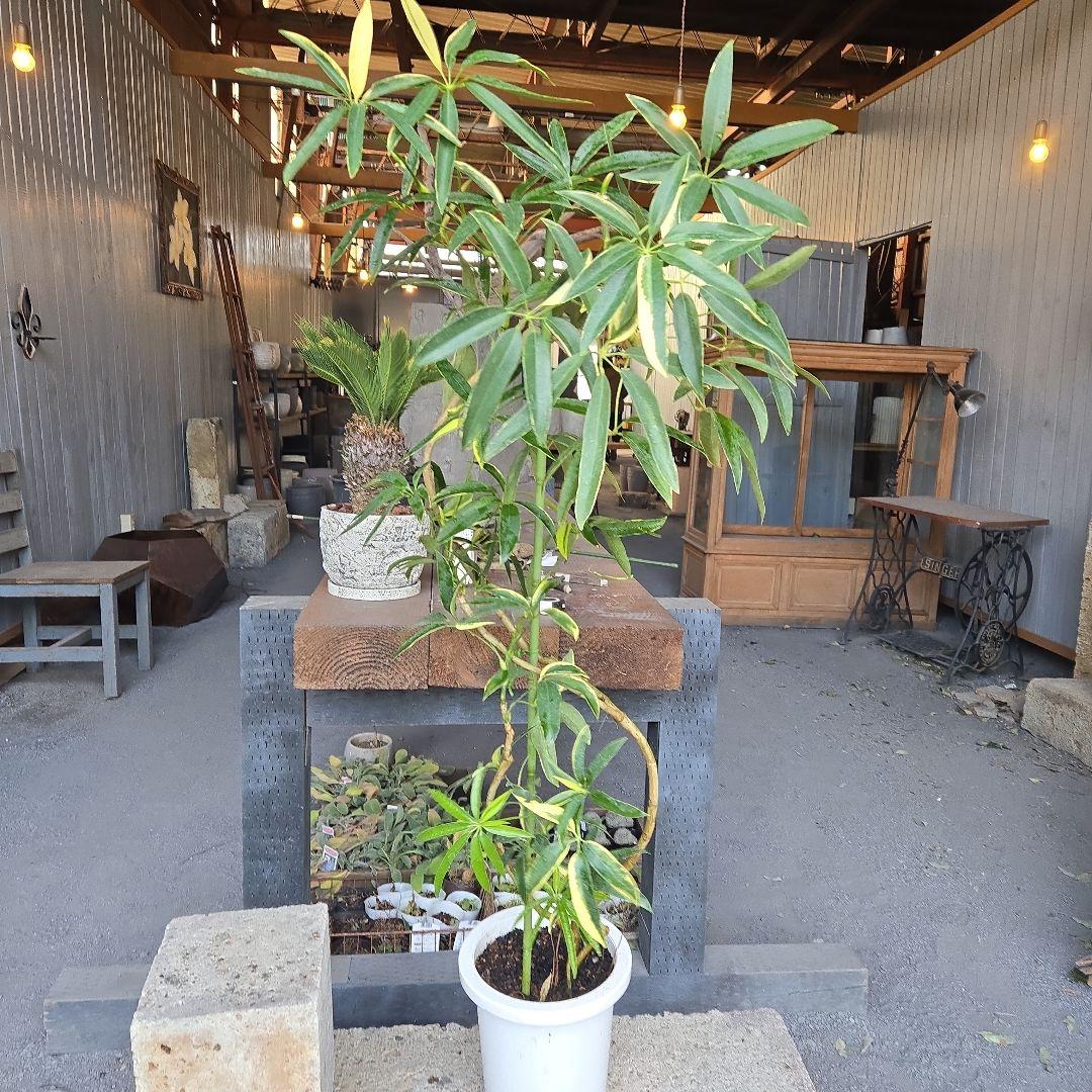 ②　シェフレラ　アンガスティフォリア　曲がり仕立て斑入り8号最高等級希少品種