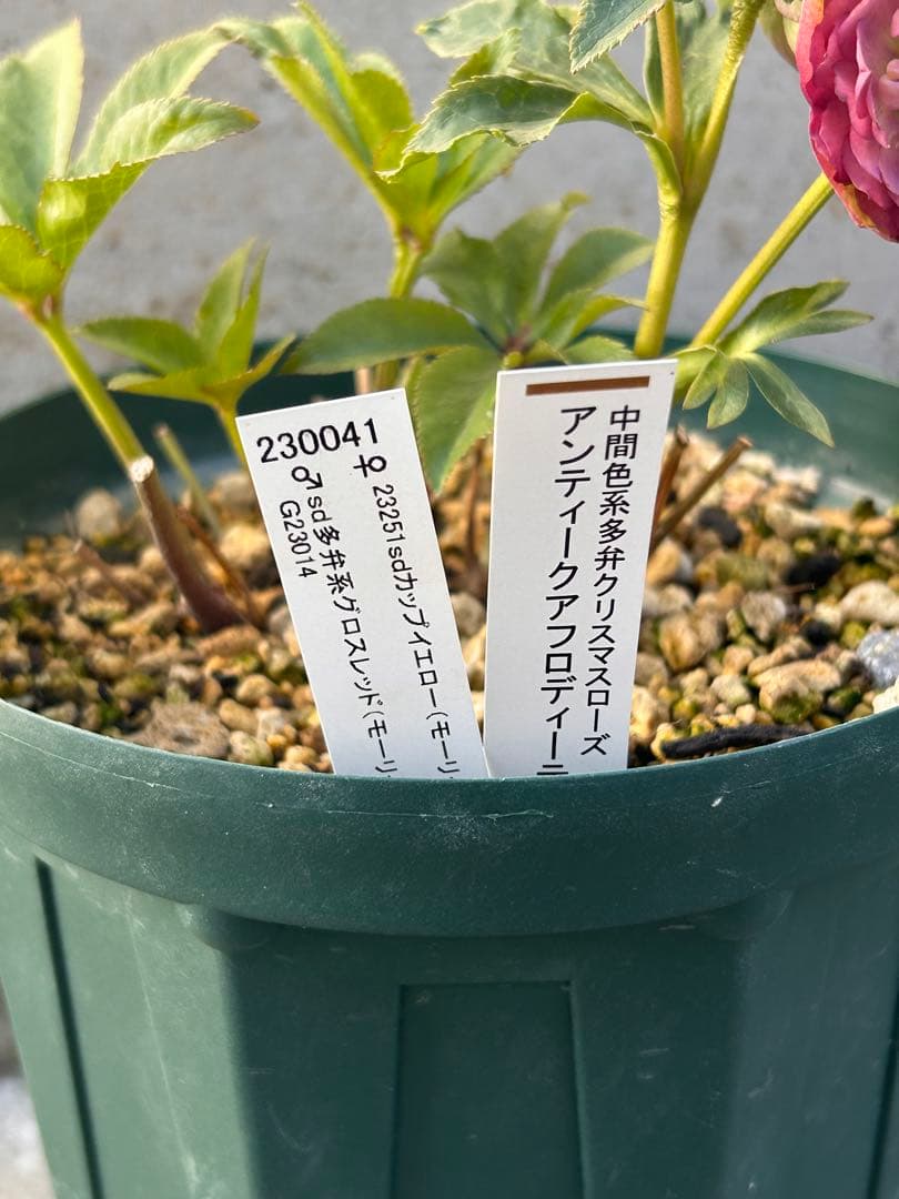 最終価格　小輪系　認定アンティークアフロディーテ