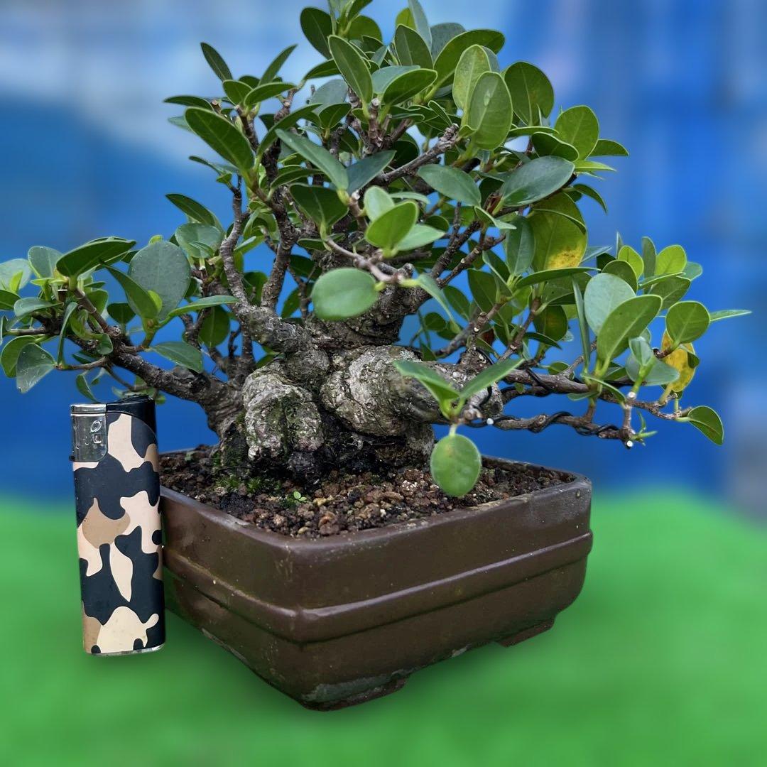 幸多き樹　ガジュマル盆栽 太い豊かな葉