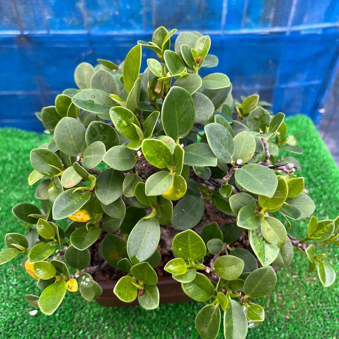 幸多き樹　ガジュマル盆栽 太い豊かな葉