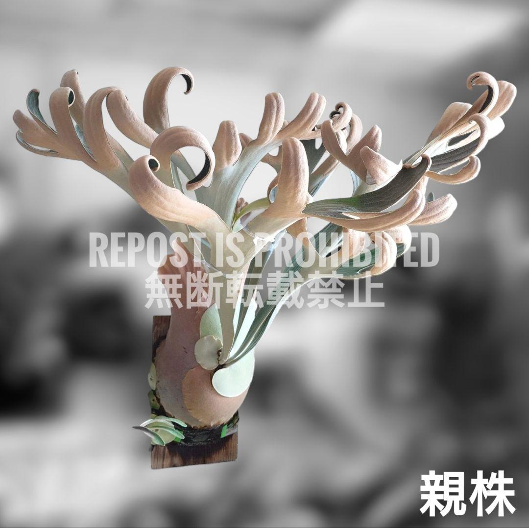 【ごりら】ビカクシダ White House 子株 株分け