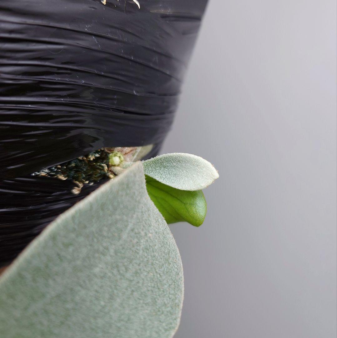 【ごりら】ビカクシダ White House 子株 株分け