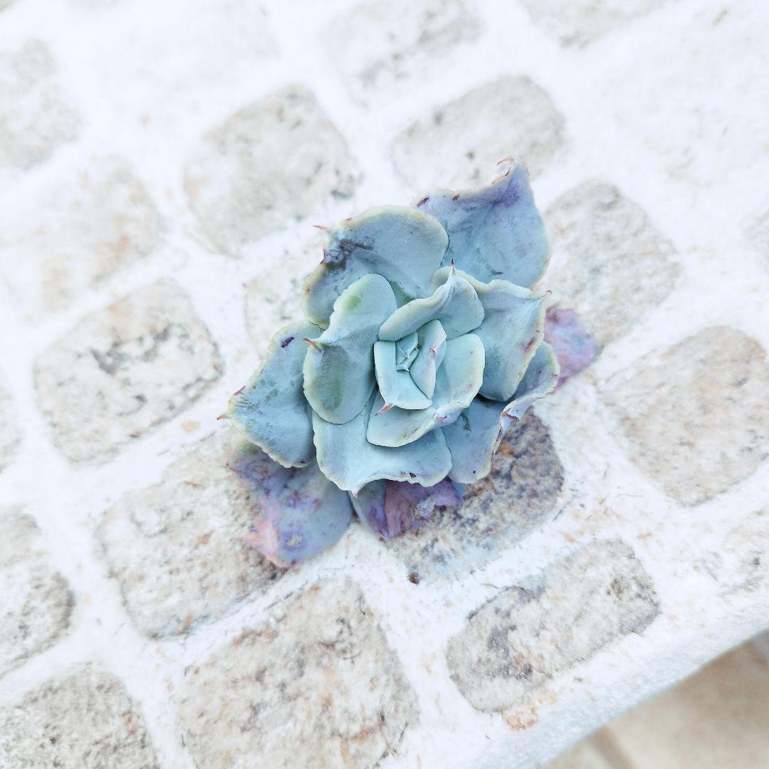 エレガンス◎多肉植物 カット苗 韓国苗 エケベリア等