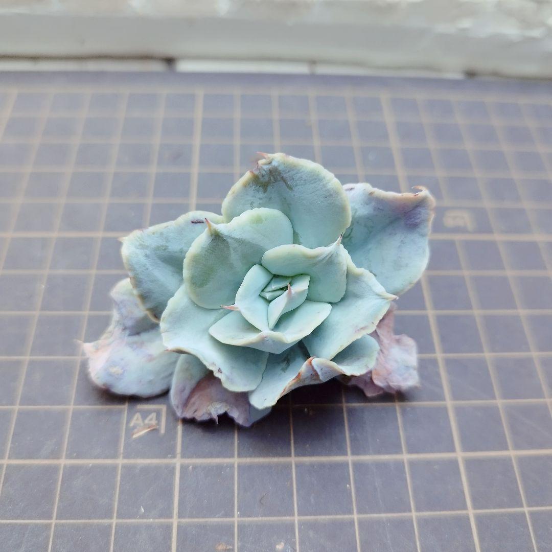 エレガンス◎多肉植物 カット苗 韓国苗 エケベリア等