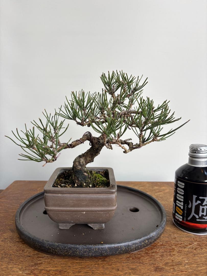 黒松　盆栽