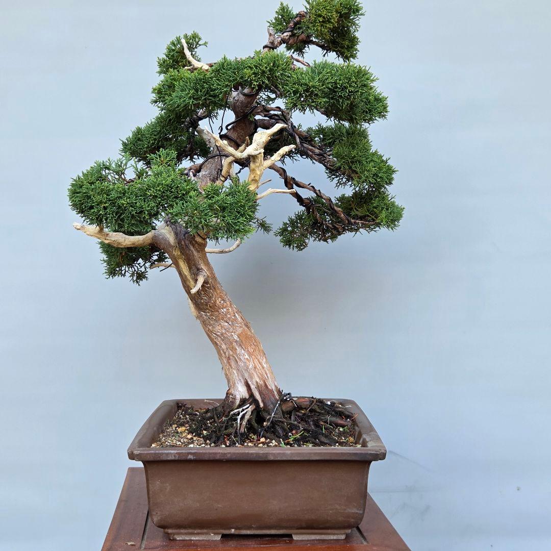 真柏　[模様木]　大品盆栽
